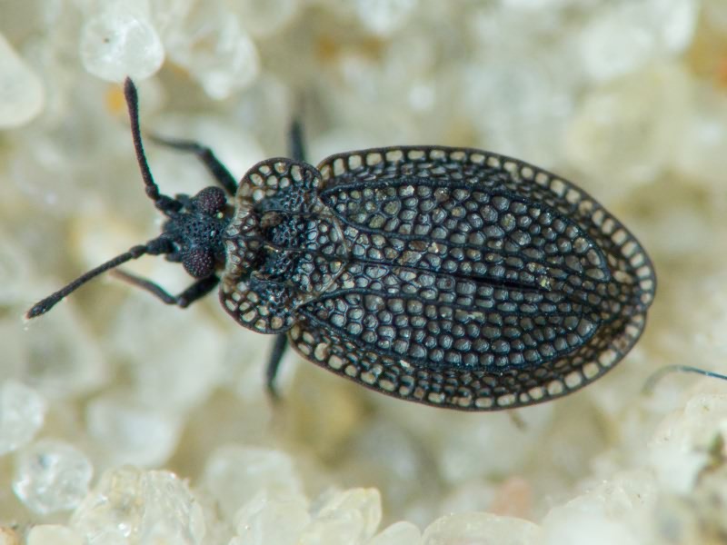 Acalypta marginata (Wolff, 1804)